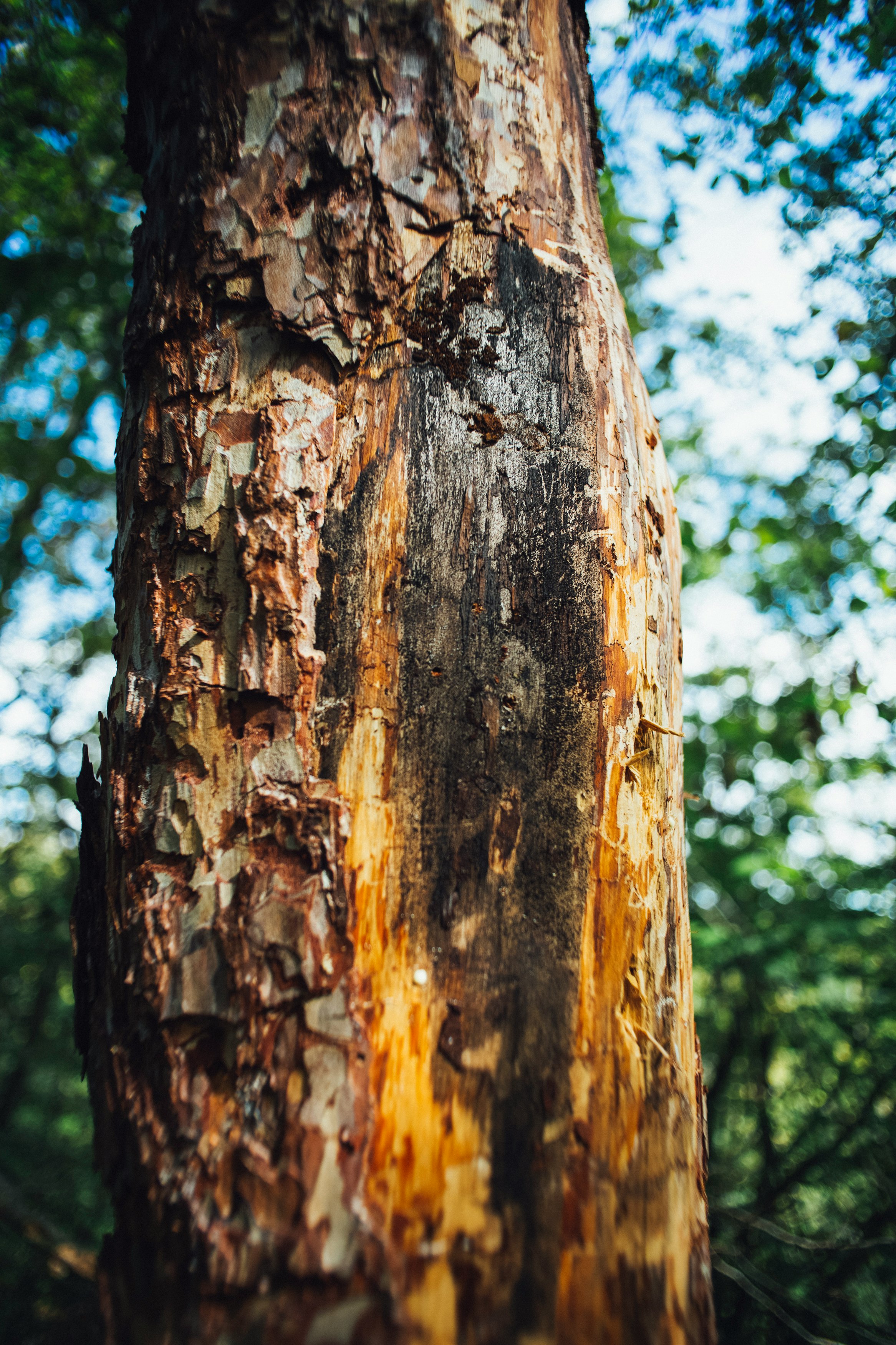 brown tree trunk during daytime